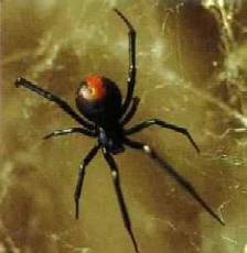 Redback spider